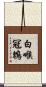 白喉冠鵯 Scroll