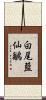 白尾藍仙鶲 Scroll