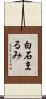 白石まるみ Scroll