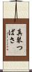 真琴つばさ Scroll