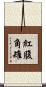 紅腹角雉 Scroll