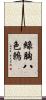 綠胸八色鶇 Scroll