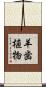 羊歯植物 Scroll