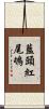 藍頭紅尾鴝 Scroll