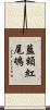 藍額紅尾鴝 Scroll