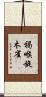 褐喉旋木雀 Scroll