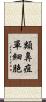 類鼻疽單細胞 Scroll