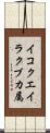 イコクエイラクブカ属 Scroll