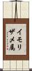 イモリザメ属 Scroll