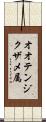 オオテンジクザメ属 Scroll