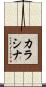 カラシナ Scroll