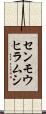 センモウヒラムシ Scroll