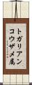 トガリアンコウザメ属 Scroll