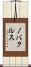 ノバクルス Scroll