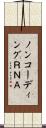 ノンコーディングＲＮＡ Scroll
