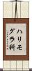 ハリモグラ科 Scroll