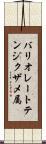 バリオレートテンジクザメ属 Scroll