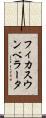 フィカス・ウンベラータ Scroll