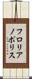 フロリアノポリス Scroll