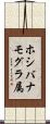 ホシバナモグラ属 Scroll