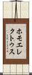 ホモエレクトゥス Scroll