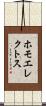 ホモ・エレクトス Scroll