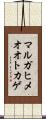 マルガヒメオオトカゲ Scroll