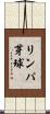リンパ芽球 Scroll