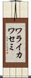 ワライカワセミ Scroll