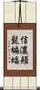 信濃頬髭蝙蝠 Scroll