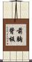 前胸背板 Scroll