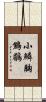 小鱗胸鷦鶥 Scroll
