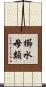 櫛水母類 Scroll