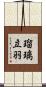 瑠璃立羽 Scroll