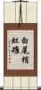 白尾梢虹雉 Scroll