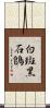 白斑黑石鵖 Scroll