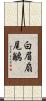白眉扇尾鶲 Scroll