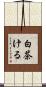 白茶ける Scroll