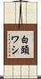 白頭ワシ Scroll