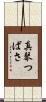 真琴つばさ Scroll