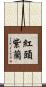 紅頭紫蘭 Scroll