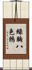 綠胸八色鶇 Scroll