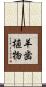 羊歯植物 Scroll