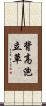 背高泡立草 Scroll