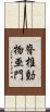 脊椎動物亜門 Scroll