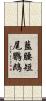 藍腰短尾鸚鵡 Scroll