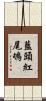 藍頭紅尾鴝 Scroll