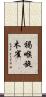 褐喉旋木雀 Scroll