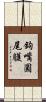 鉤嘴圓尾鸌 Scroll