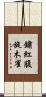 鏽紅腹旋木雀 Scroll